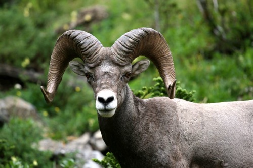 Glacier National Park Animals Pictures