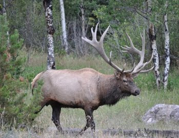 Glacier National Park Animals Pictures