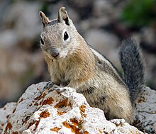 Glacier National Park Animals Pictures