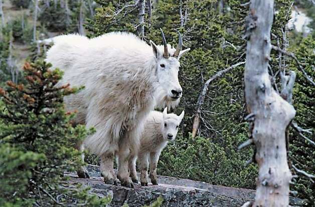 Glacier National Park Animals Pictures