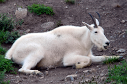 Glacier National Park Animals Pictures