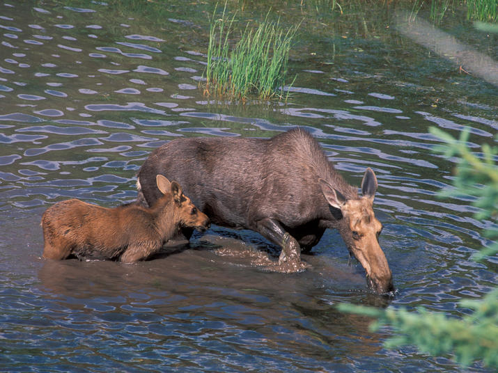 Glacier National Park Animals Pictures