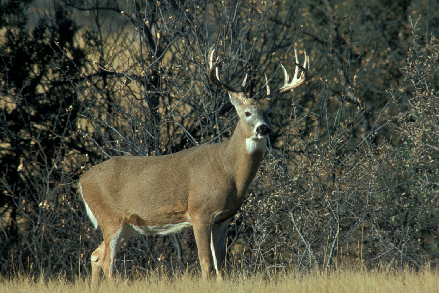 Glacier National Park Animals Pictures