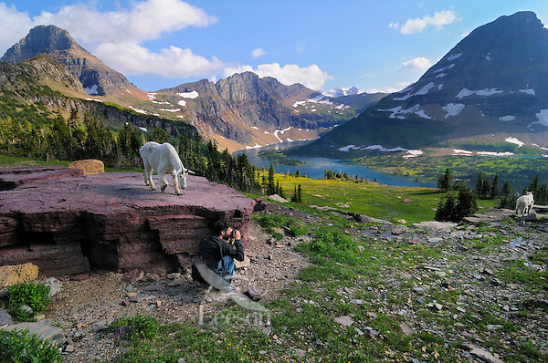 Glacier National Park Montana Summer