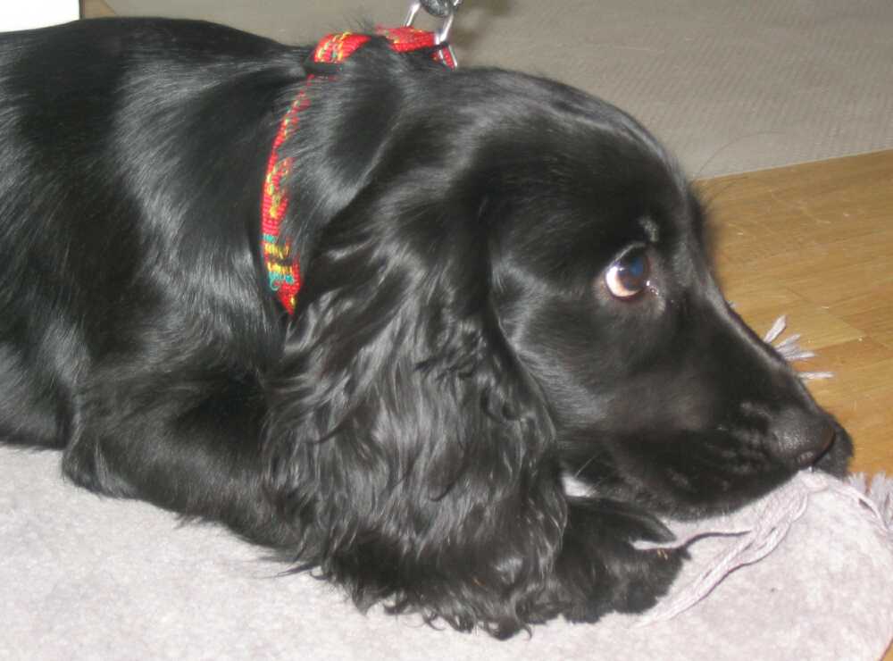 Golden English Cocker Spaniel Puppies For Sale