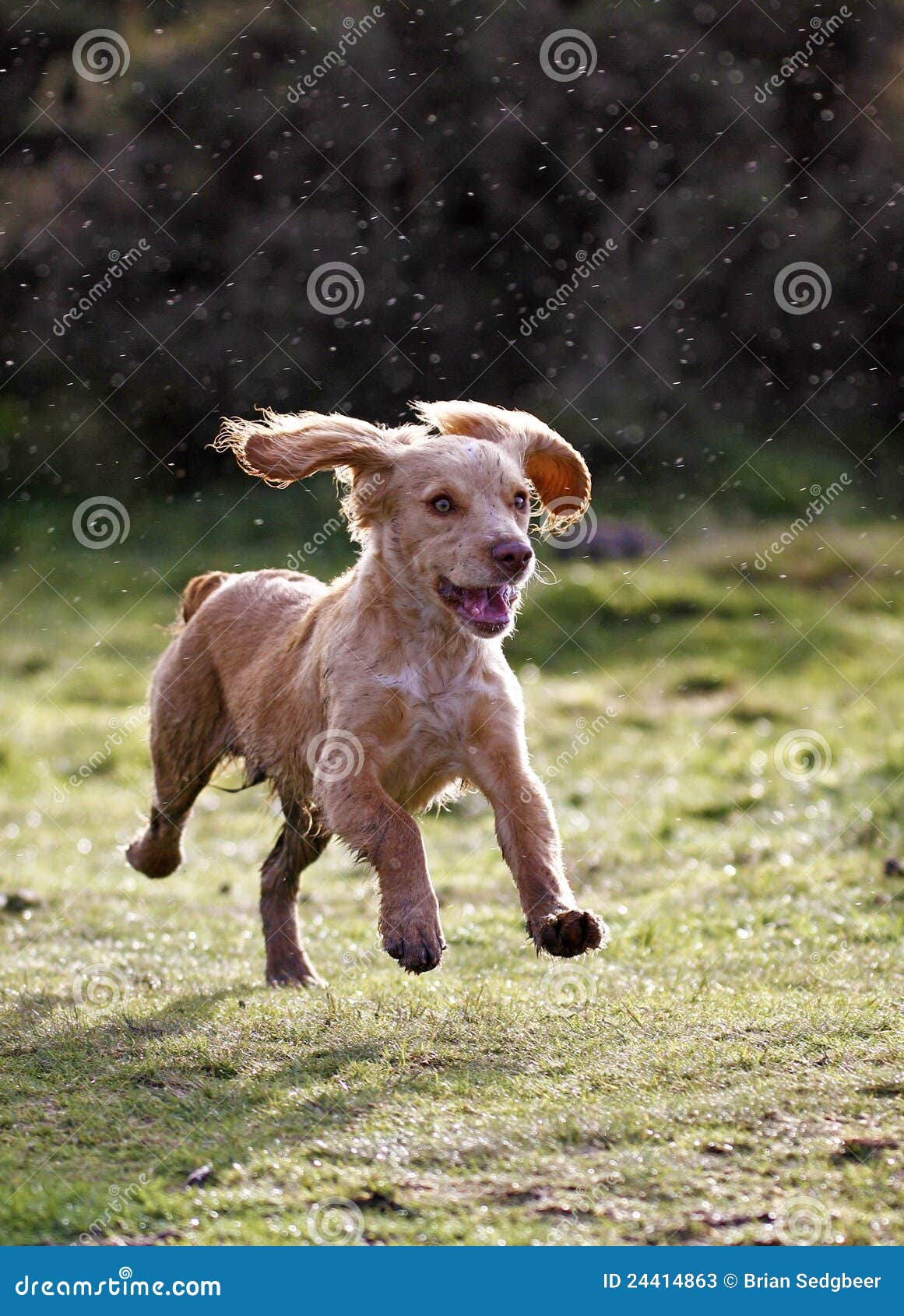 Golden English Cocker Spaniel Puppies For Sale