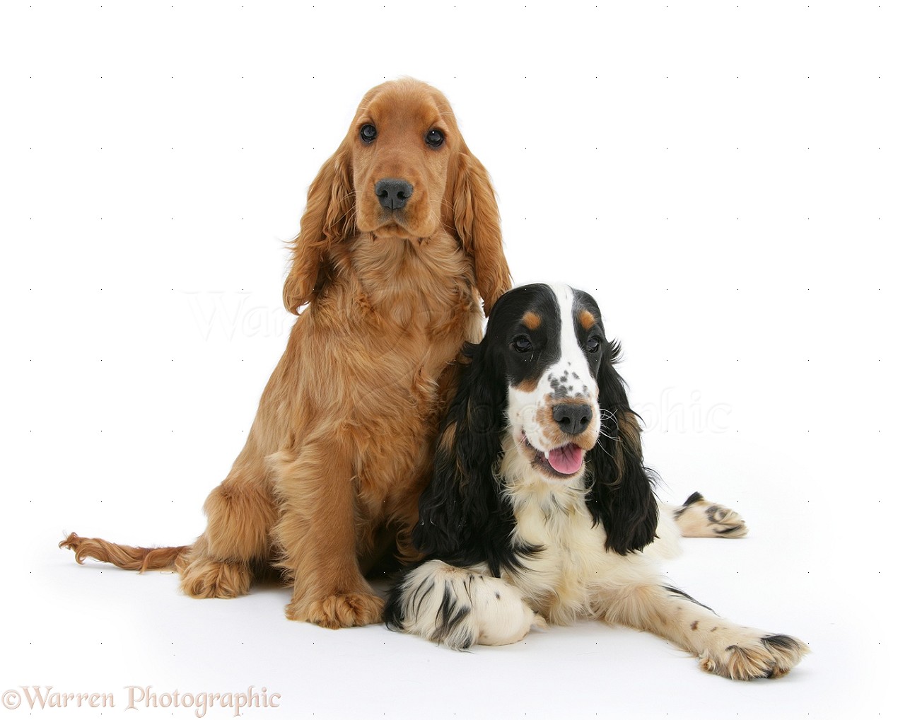 Golden English Cocker Spaniel Puppies For Sale