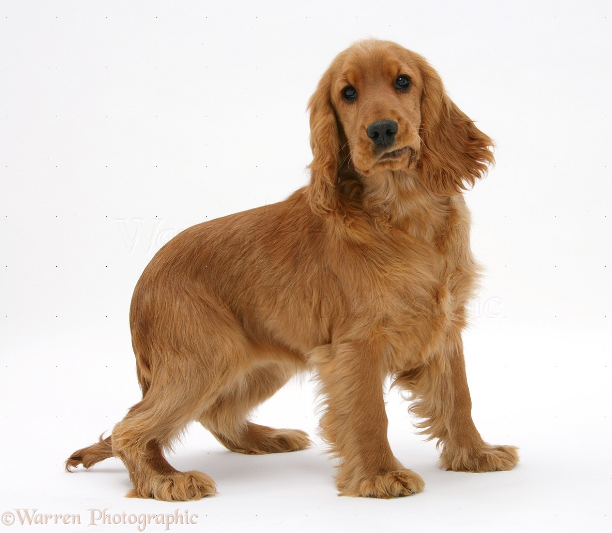 Golden English Cocker Spaniel Puppies For Sale