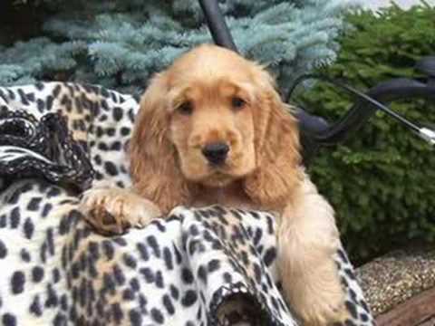 Golden English Cocker Spaniel Puppies For Sale