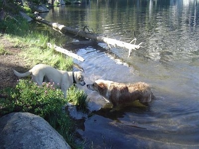 Golden Retriever Australian Shepherd Mix Puppies For Sale