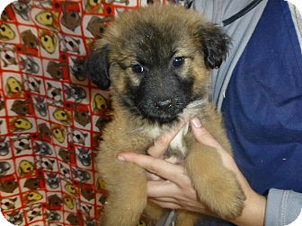 Golden Retriever Australian Shepherd Mix Puppies For Sale