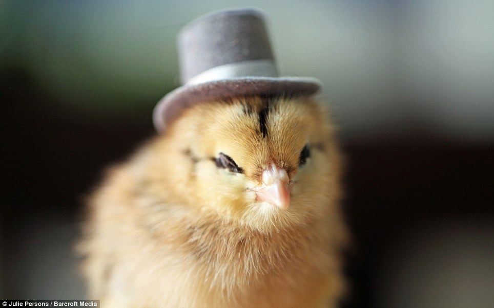 Grey Top Hat And Tails