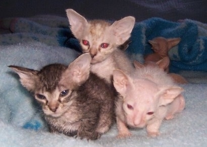 Hairless Cat Breeds For Sale