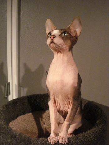 Hairless Cat Breeds For Sale