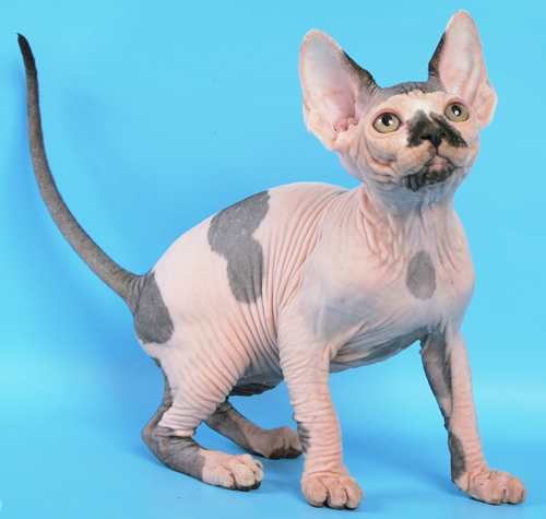 Hairless Cat Breeds For Sale