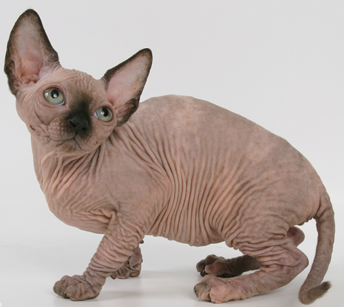 Hairless Cat Breeds For Sale