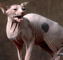 Hairless Cat Breeds For Sale