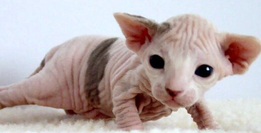 Hairless Cat Breeds For Sale