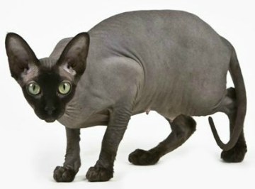 Hairless Cat Breeds For Sale