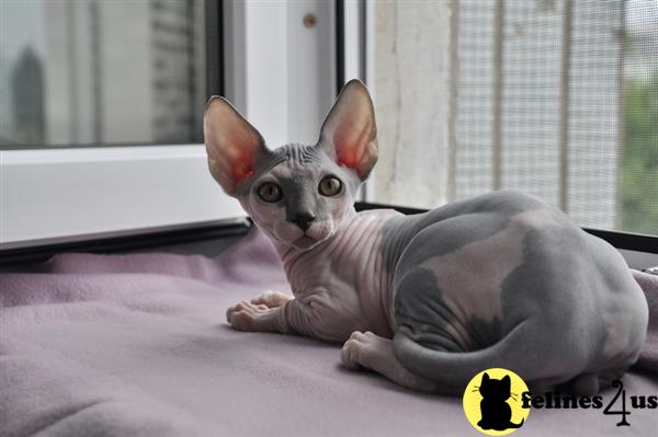 Hairless Cat For Sale Chicago