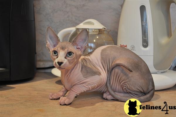 Hairless Cat For Sale Chicago