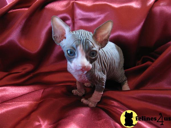 Hairless Cat For Sale Chicago