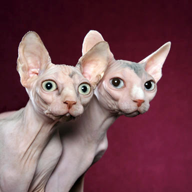 Hairless Cat Kitten