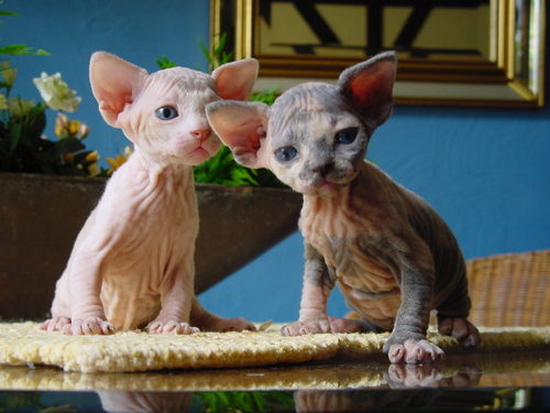 Hairless Cat Kitten