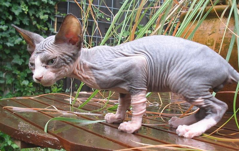 Hairless Cat Kitten