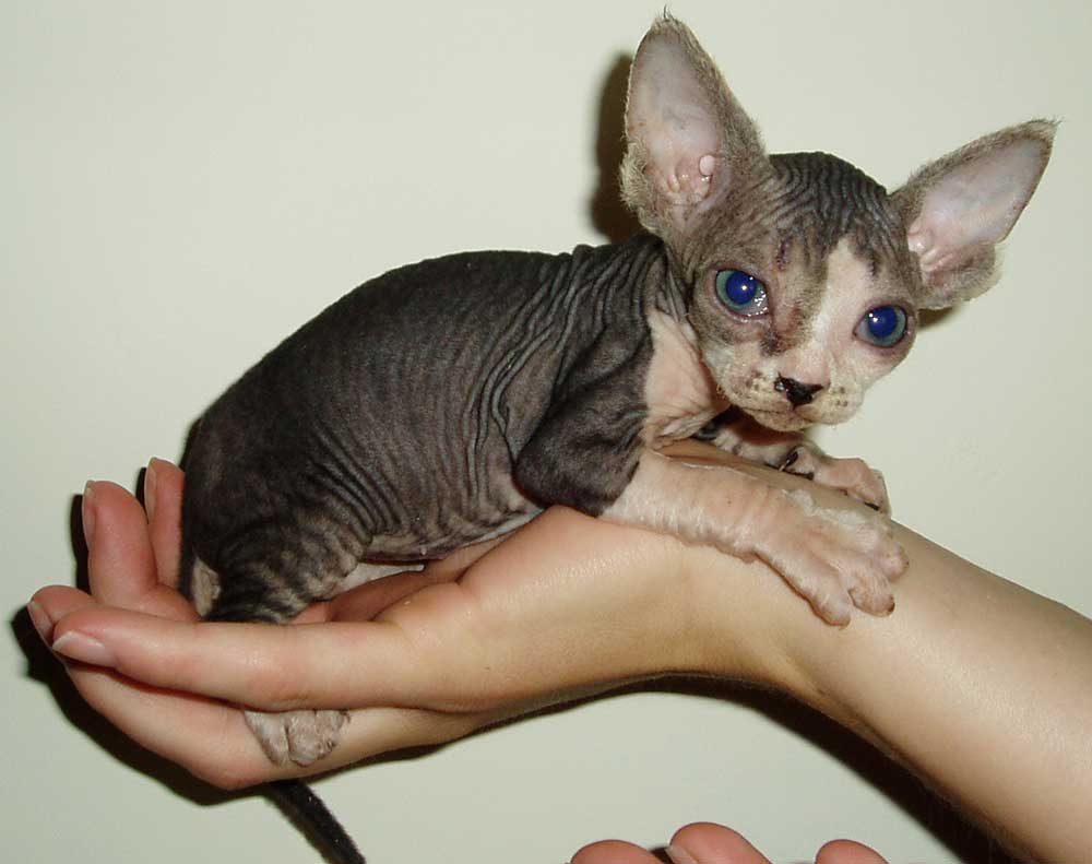 Hairless Cat Kitten