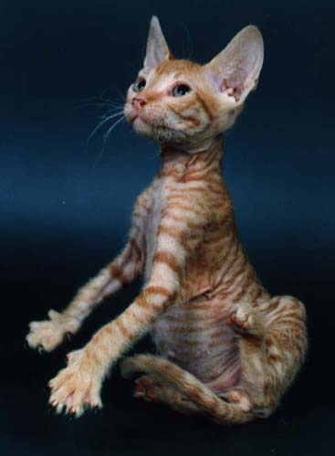 Hairless Cat Kitten