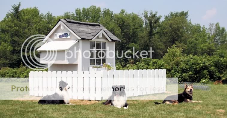 Hardware Cloth Fence