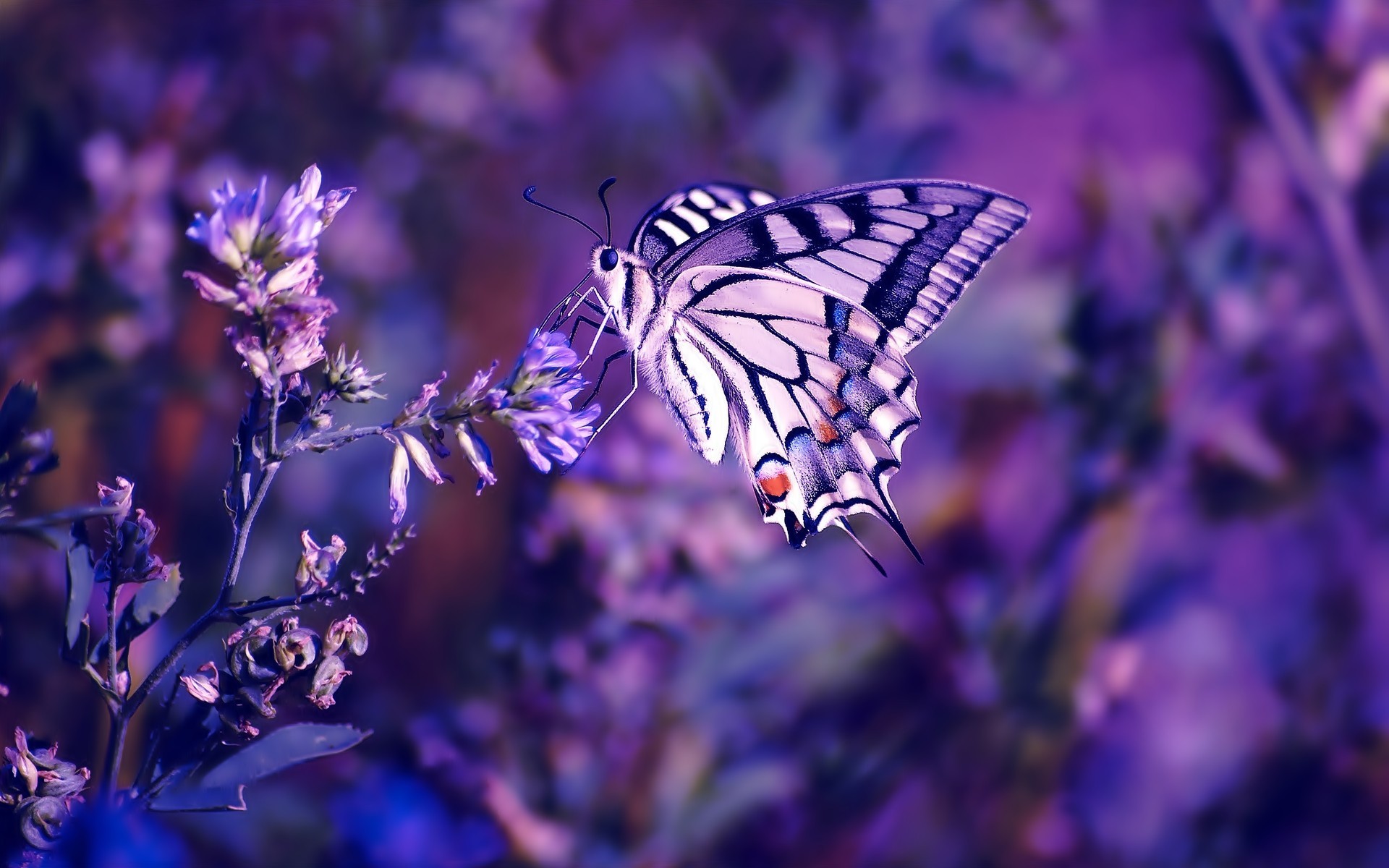 Hd Images Of Flowers And Butterflies