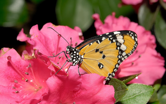 Hd Images Of Flowers And Butterflies