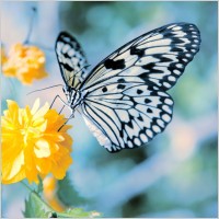 Hd Images Of Flowers And Butterflies