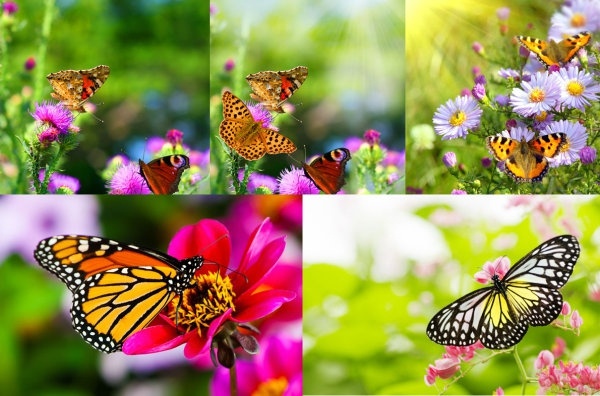 Hd Images Of Flowers And Butterflies