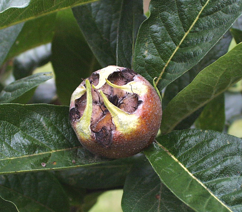 Healthcare Professionals Can Use Medlars To