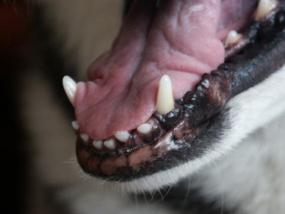 Healthy Gums In Dogs