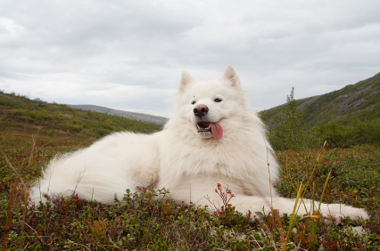 Healthy Gums In Dogs