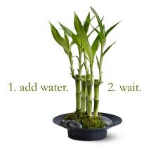 How To Grow Money Plant In Water