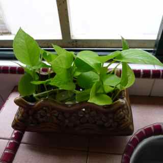 How To Grow Money Plant In Water