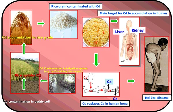 Human Food Chain Diagram