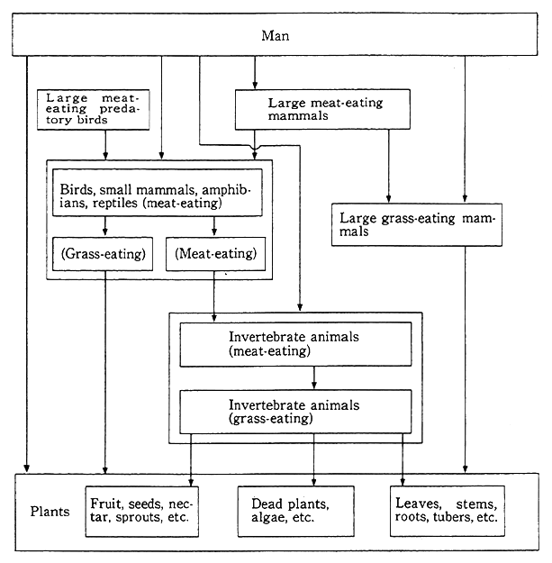 Human Food Chain Diagram