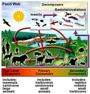 Human Food Chain Diagram