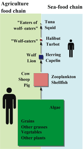 Human Food Chain Pictures
