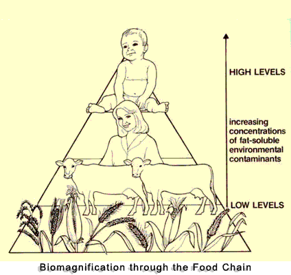 Human Food Chain Pictures