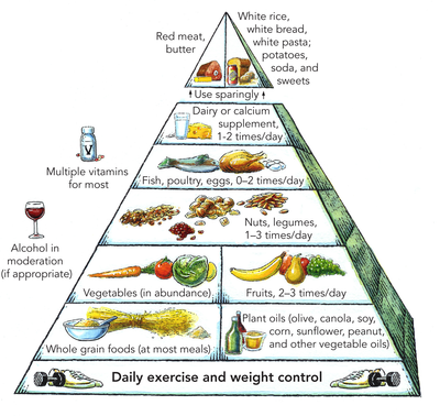 Human Food Chain Pyramid