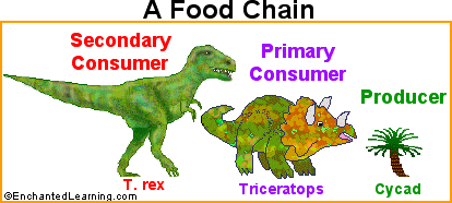 Human Food Web Examples