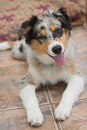 Husky Australian Shepherd Mix Puppies