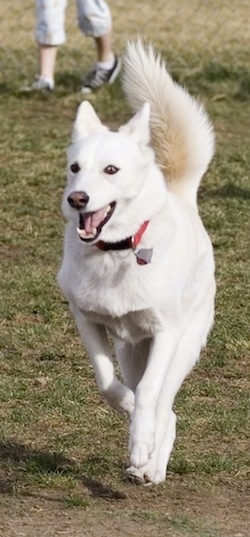 Husky Australian Shepherd Mix Puppies